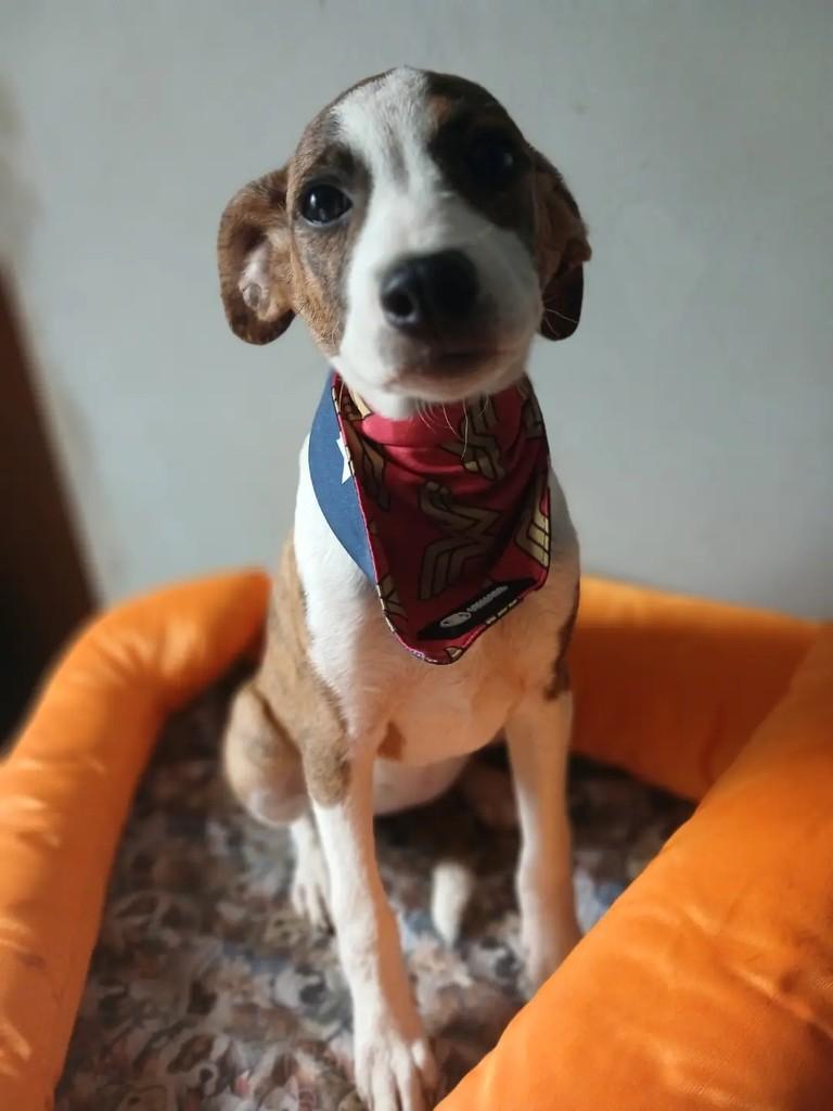 Capitu, cadela de porte grande para adoção em Porto Alegre - RS