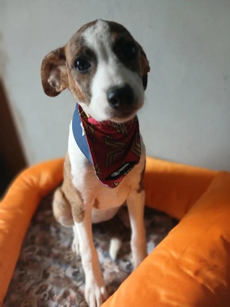 Capitu, cadela de porte grande para adoção em Porto Alegre - RS — foto 2 de 10