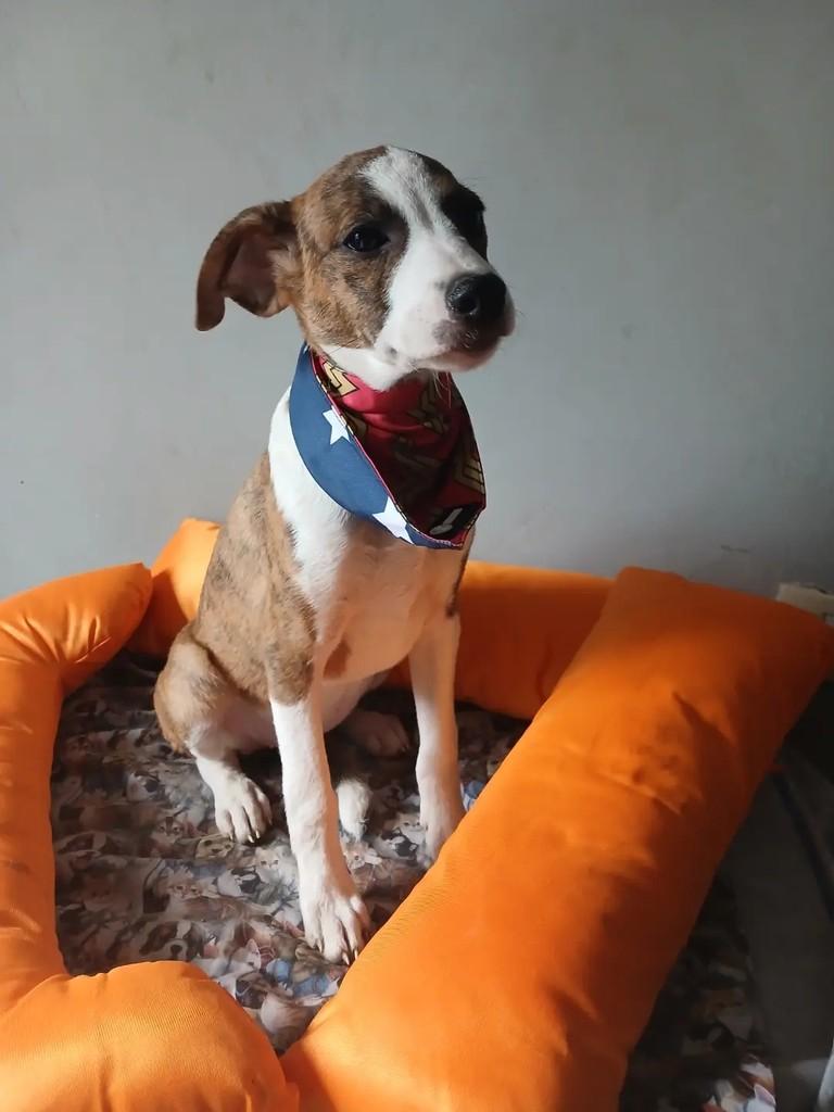 Capitu, cadela de porte grande para adoção em Porto Alegre - RS — foto 3 de 10