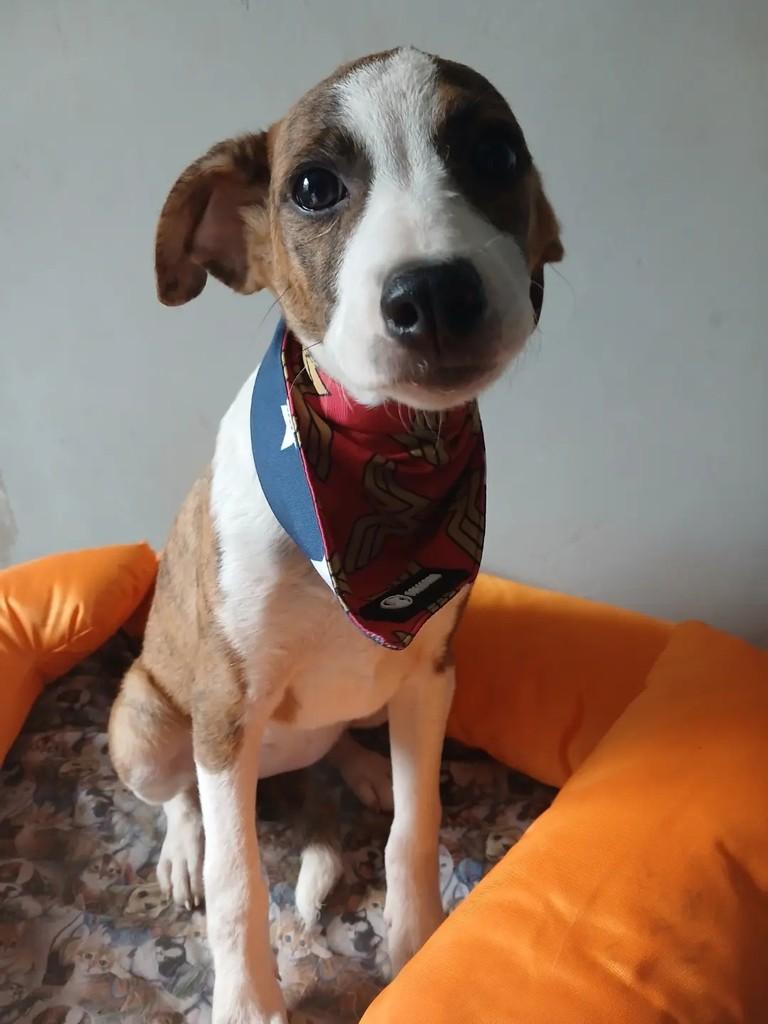 Capitu, cadela de porte grande para adoção em Porto Alegre - RS — foto 4 de 10