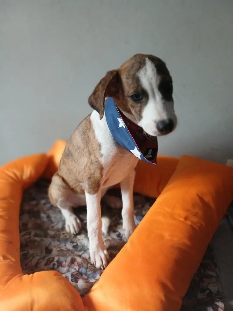 Capitu, cadela de porte grande para adoção em Porto Alegre - RS — foto 5 de 10