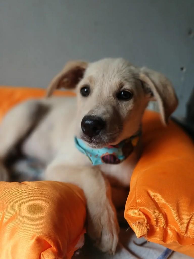 Lolla, cadela de porte grande para adoção em Porto Alegre - RS — foto 4 de 13