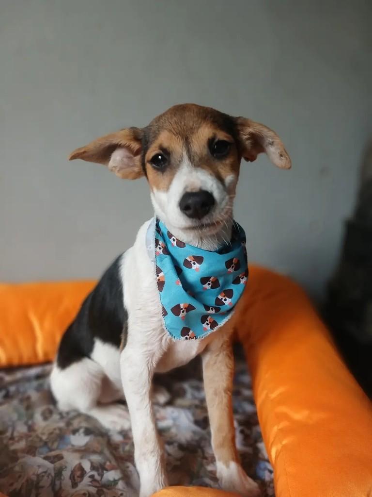 Mosca, cachorro de porte médio para adoção em Porto Alegre - RS