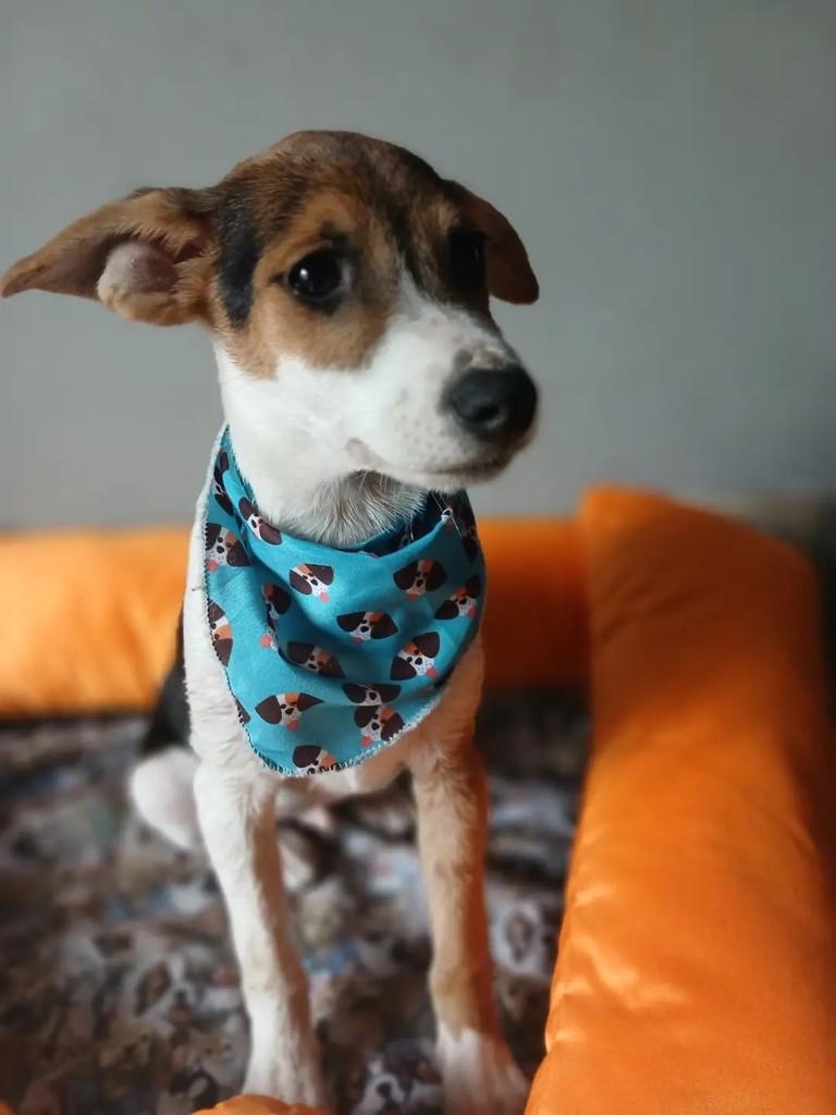 Mosca, cachorro de porte médio para adoção em Porto Alegre - RS — foto 2 de 11