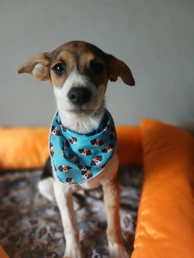 Mosca, cachorro de porte médio para adoção em Porto Alegre - RS — foto 3 de 11