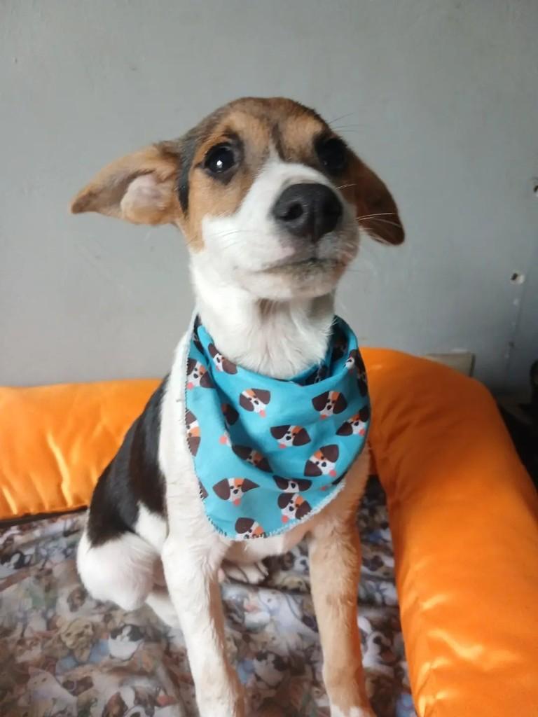 Mosca, cachorro de porte médio para adoção em Porto Alegre - RS — foto 4 de 11