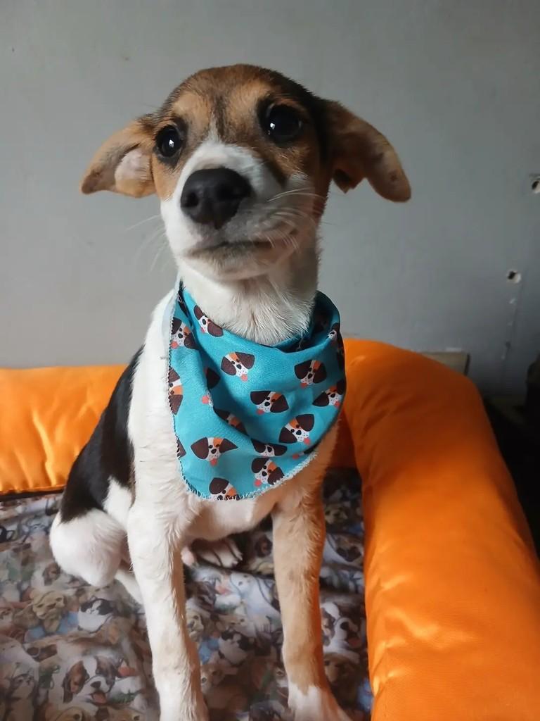 Mosca, cachorro de porte médio para adoção em Porto Alegre - RS — foto 5 de 11