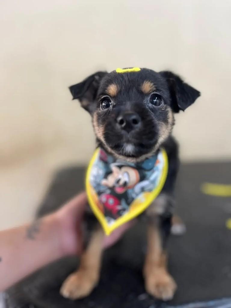 Barney, cachorro de porte pequeno para adoção em Porto Alegre - RS