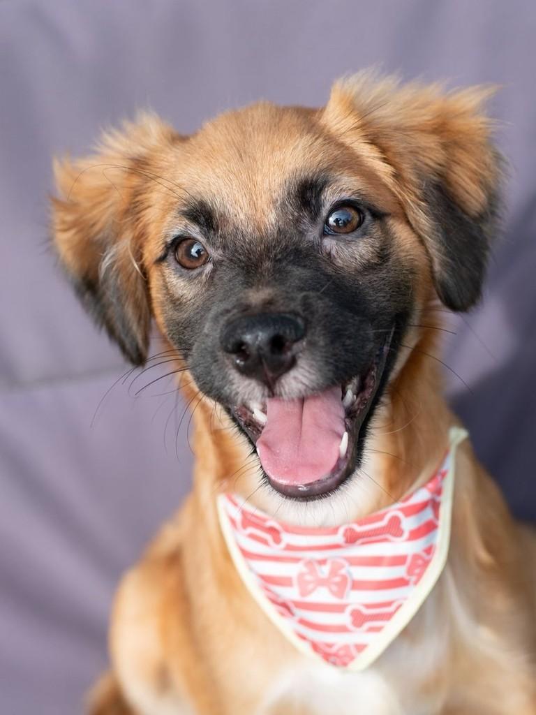 Floki, cachorro de porte médio para adoção em Itajaí - SC