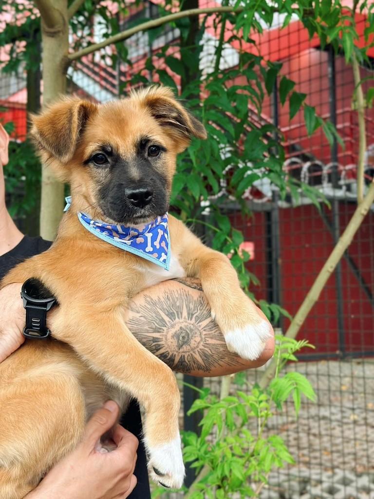Floki, cachorro de porte médio para adoção em Itajaí - SC — foto 5 de 7