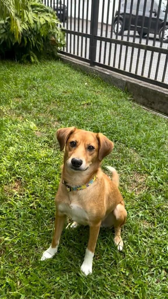 Bento, cachorro de porte médio para adoção em Itajaí - SC