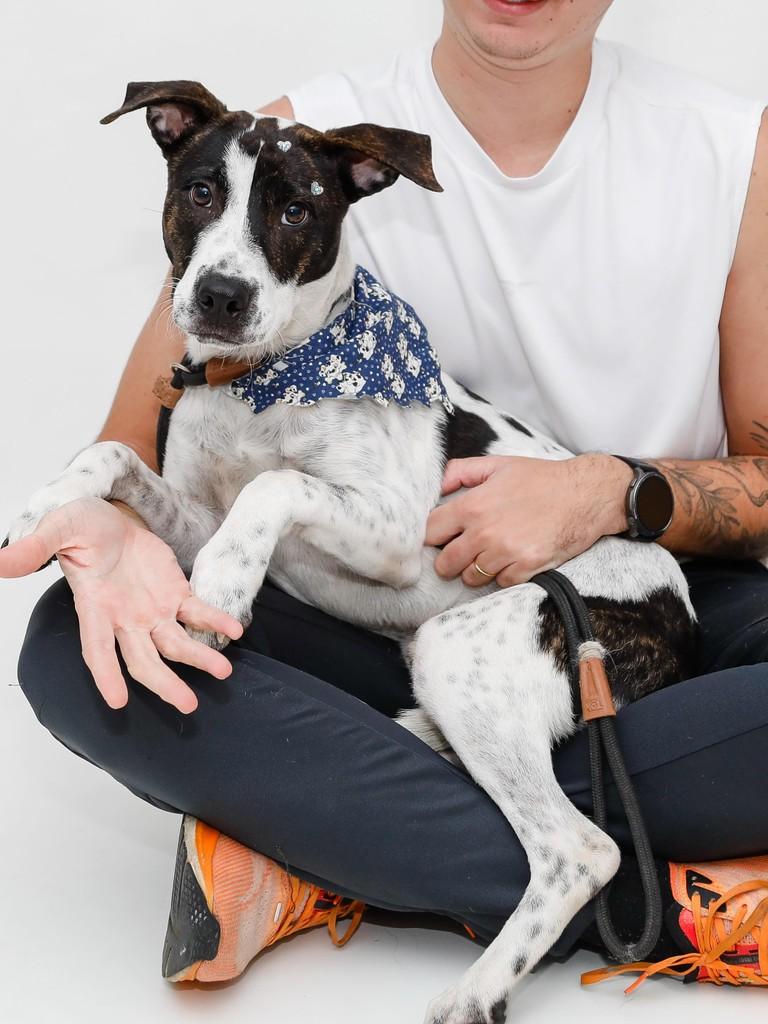 Snoopy, cachorro de porte médio para adoção em Itajaí - SC