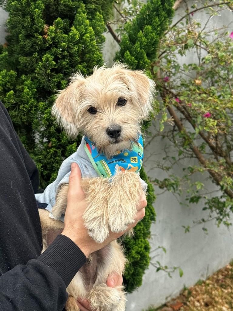 Mingau, cachorro de porte médio para adoção em Itajaí - SC