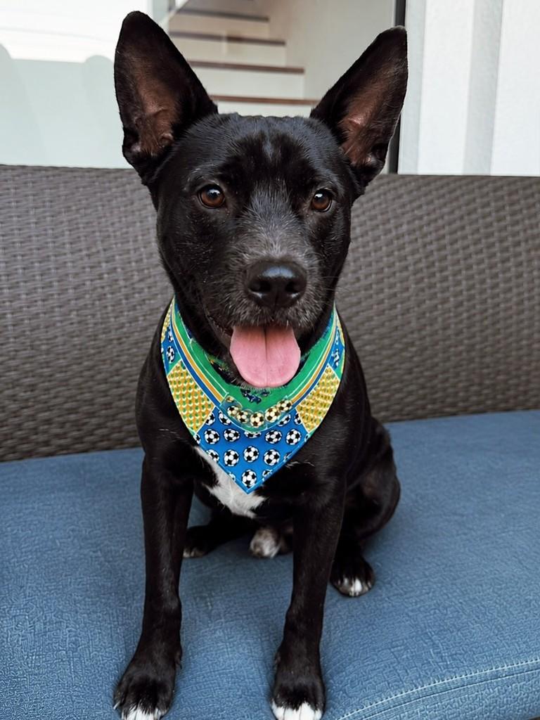 Plínio, cachorro de porte médio para adoção em Itajaí - SC