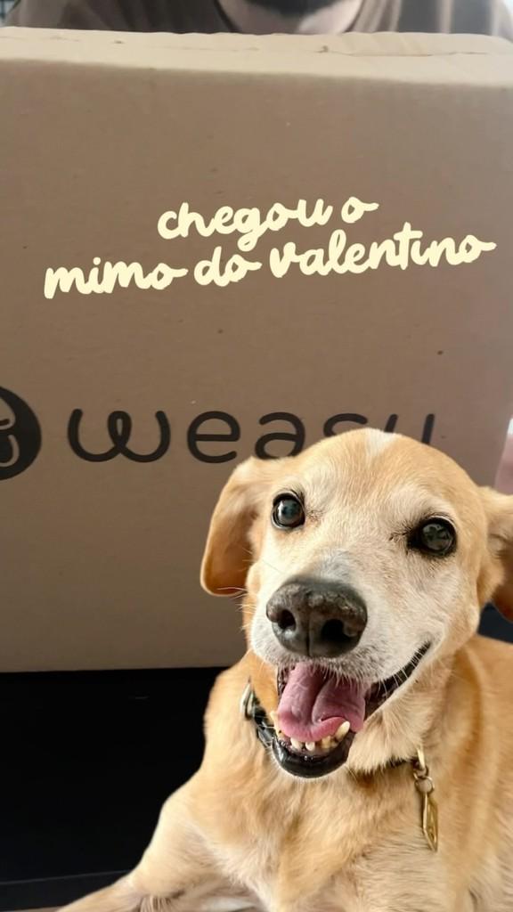 Valentino, cachorro de porte médio para adoção em Itajaí - SC