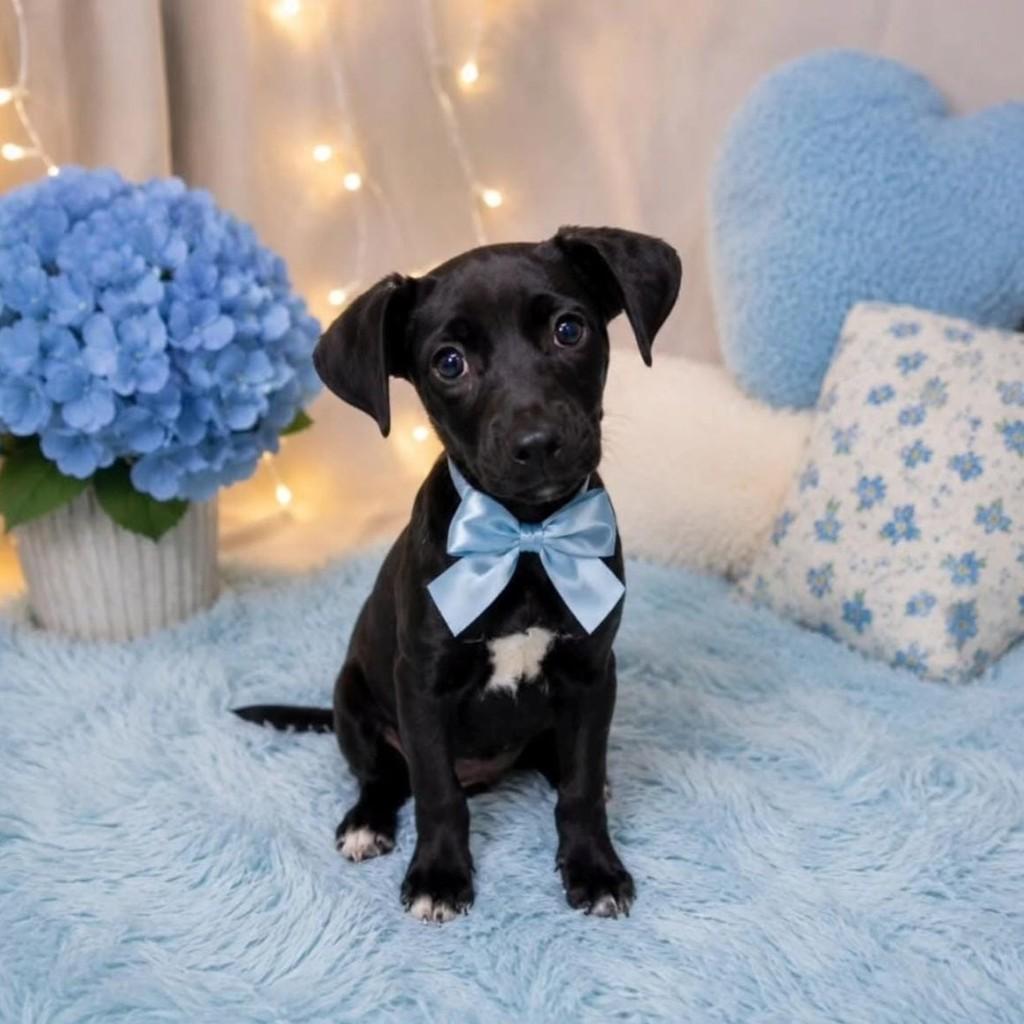 Rock, cachorro de porte pequeno para adoção em Itajaí - SC — foto 2 de 3