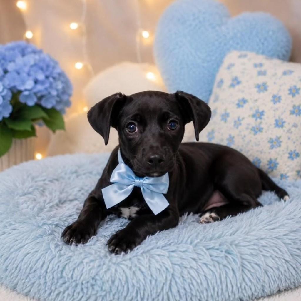 Rock, cachorro de porte pequeno para adoção em Itajaí - SC — foto 3 de 3