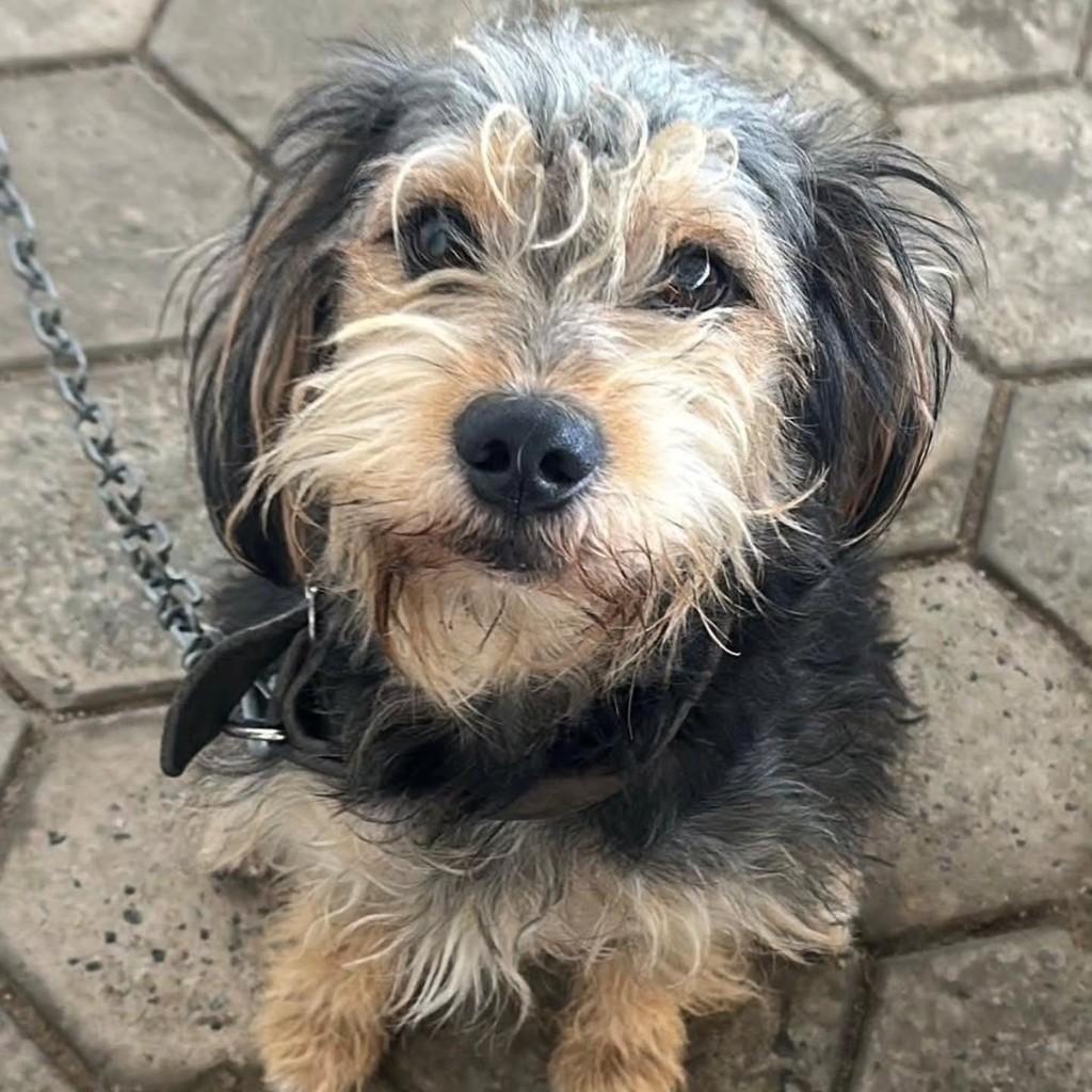 Chico, cachorro de porte médio para adoção em Itajaí - SC — foto 2 de 2