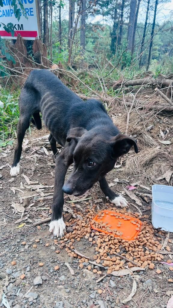Zeca, cachorro de porte pequeno para adoção em Lages - SC