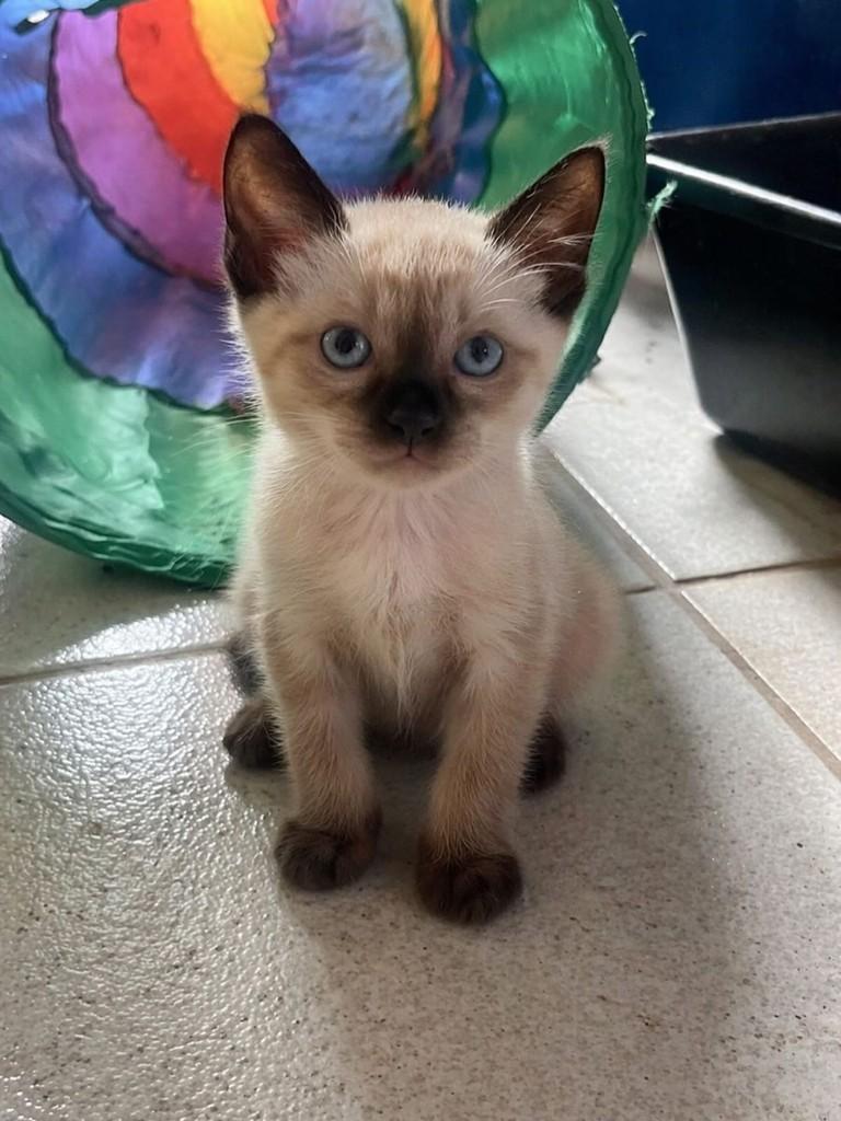 Príncipe, gato de porte pequeno para adoção em Campinas - SP