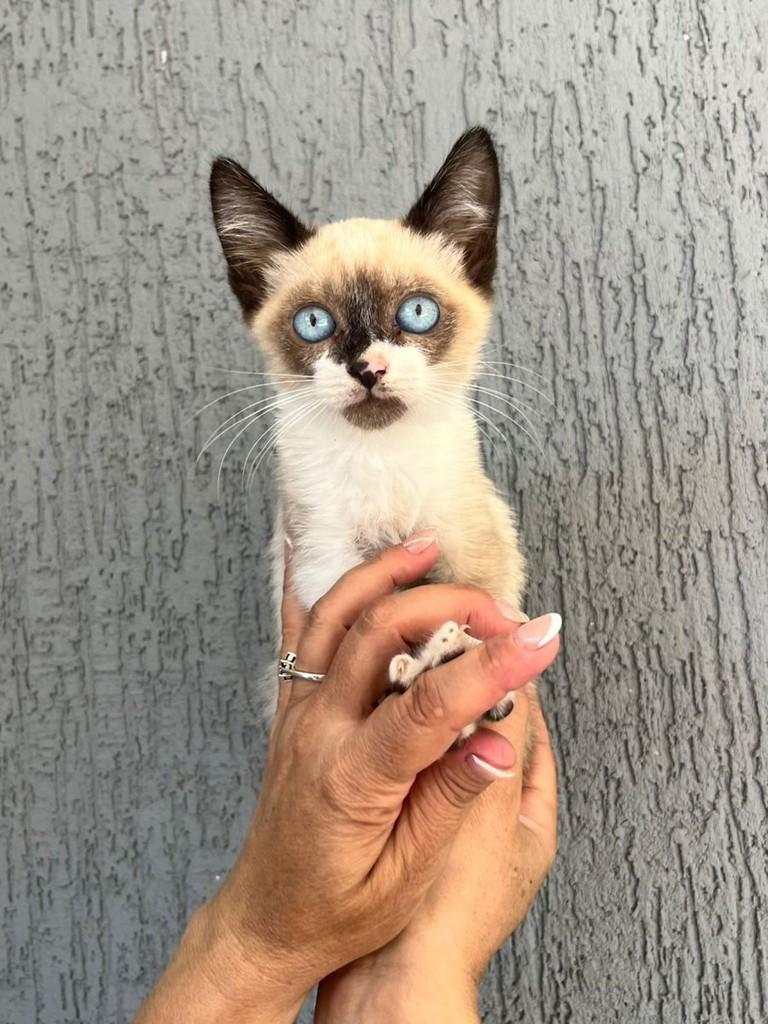 Precioso, gato de porte pequeno para adoção em Campinas - SP