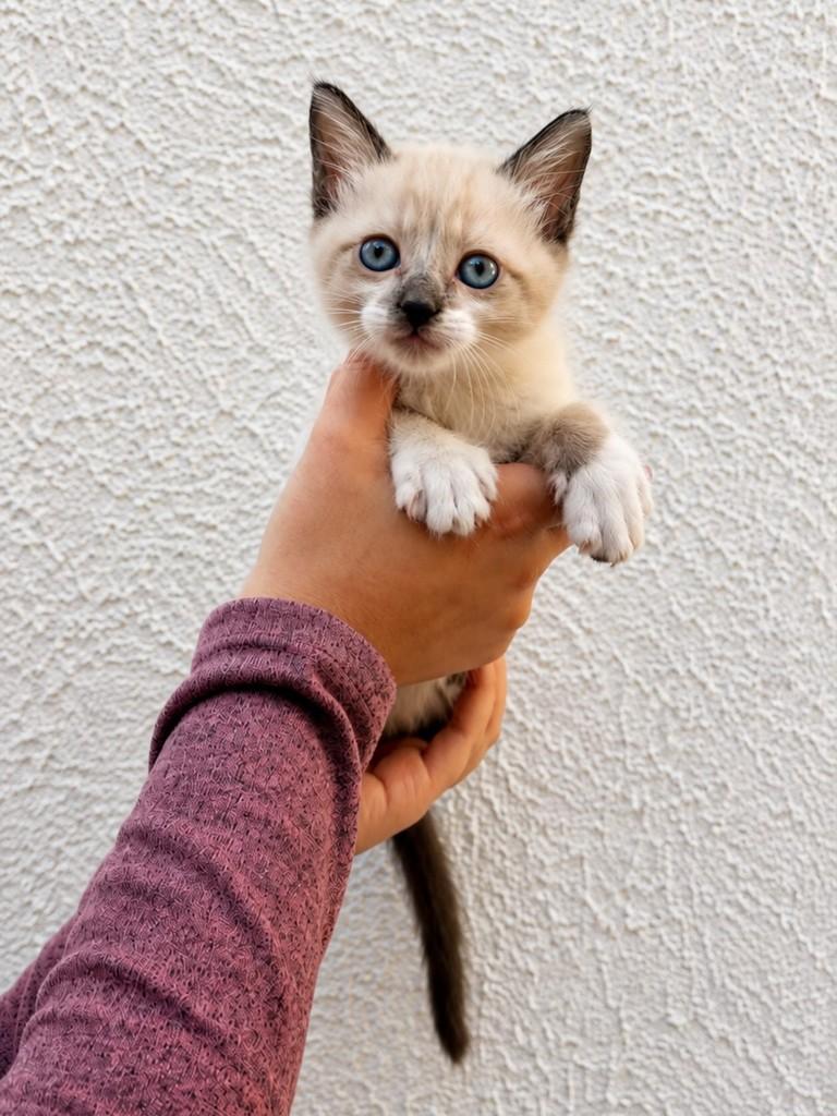 Nenequinho, gato de porte pequeno para adoção em Campinas - SP