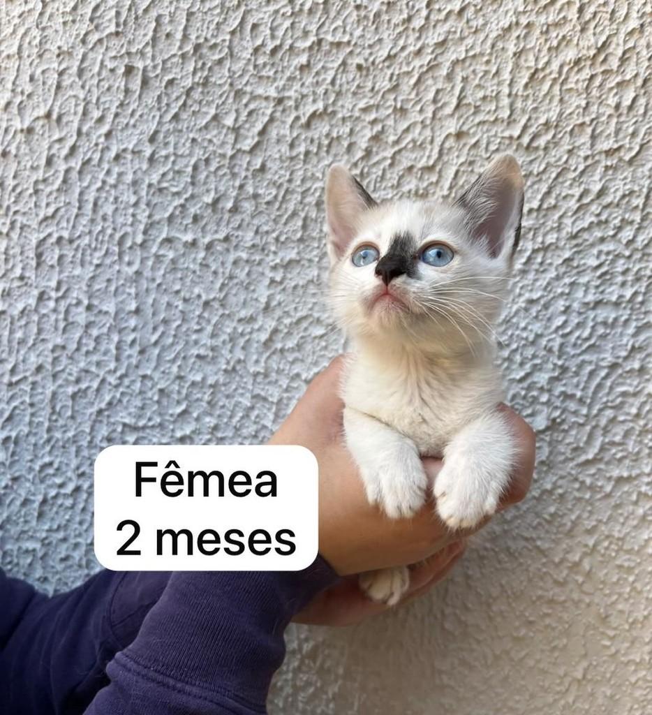Princesinha, gato de porte pequeno para adoção em Campinas - SP
