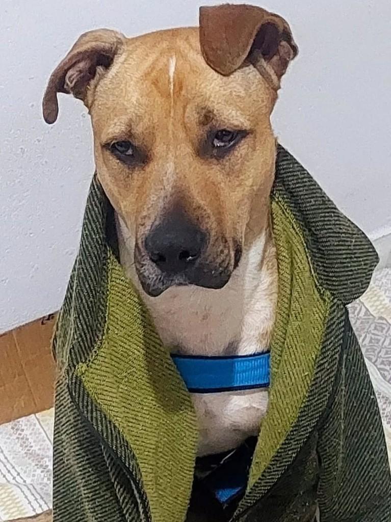 Duque, cachorro de porte médio para adoção em São Bernardo do Campo - SP