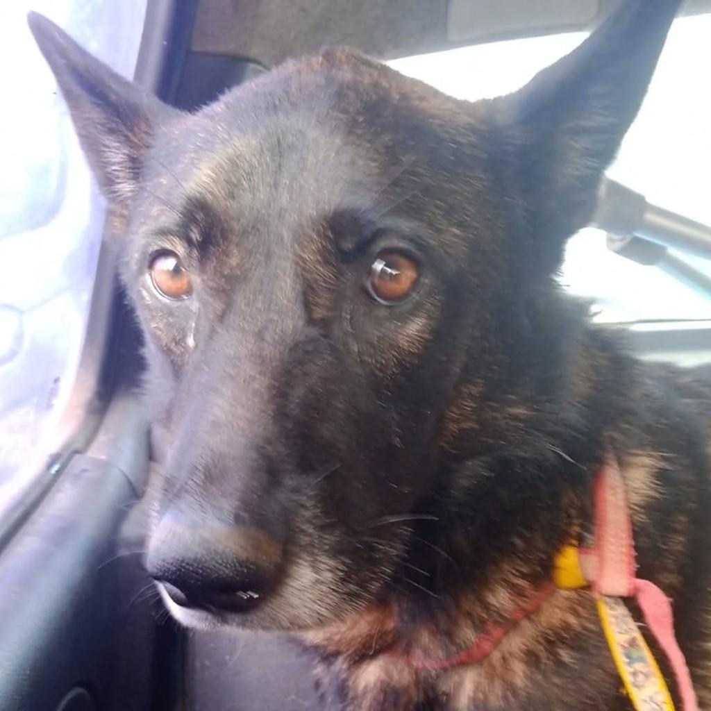 Pastor mestiço, cachorro de porte médio para adoção em São Bernardo do Campo - SP