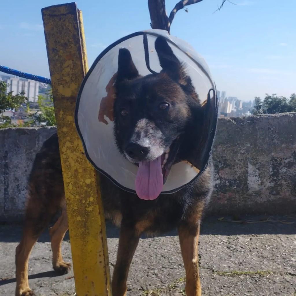 Mestiço Pastor Alemão, cachorro de porte médio para adoção em São Bernardo do Campo - SP