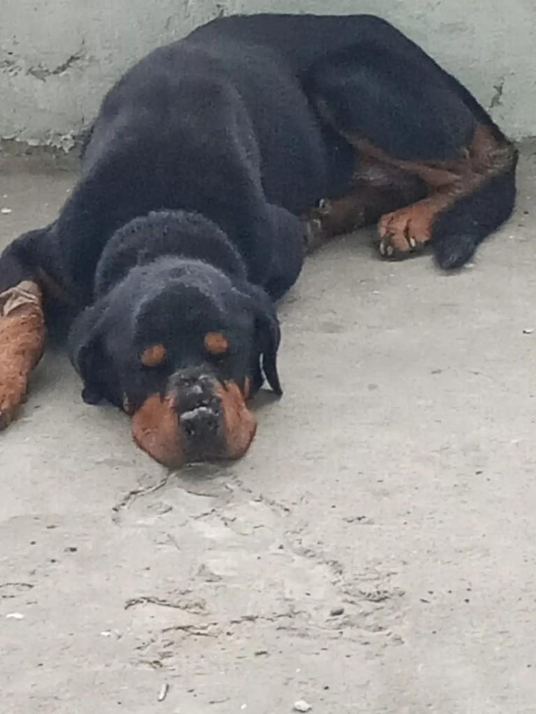 Madalena, cachorro de porte grande para adoção em São Bernardo do Campo - SP