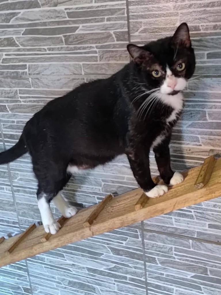 Gabriel, gato de porte pequeno para adoção em Recife - PE