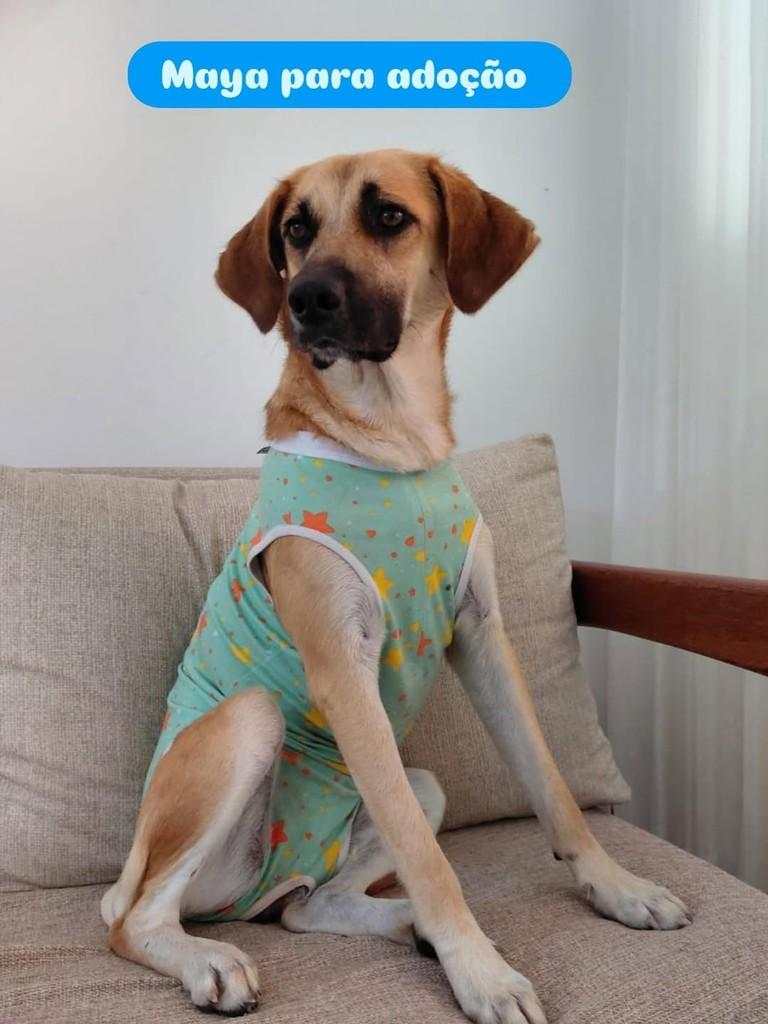 Maya, cachorro de porte médio para adoção em Recife - PE