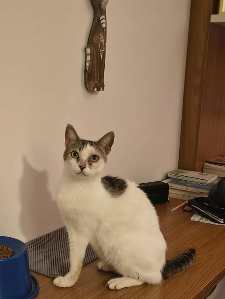 Flor, gata de porte médio para adoção em Recife - PE