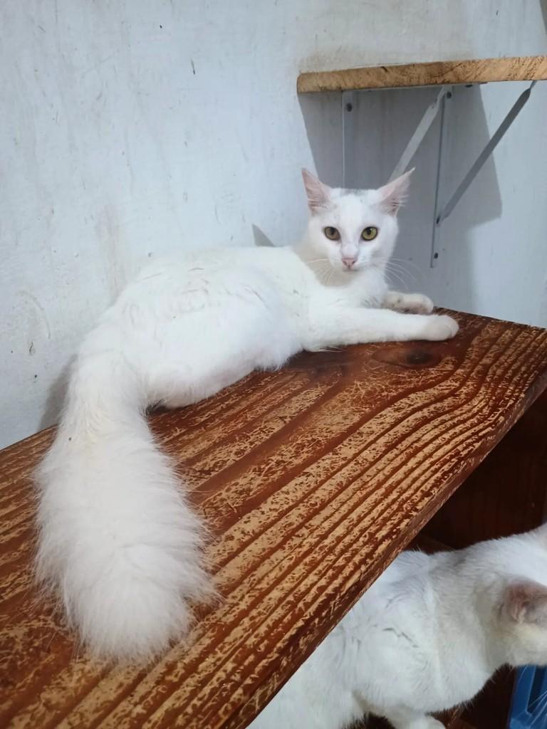 Heleninha, gata de porte médio para adoção em Recife - PE