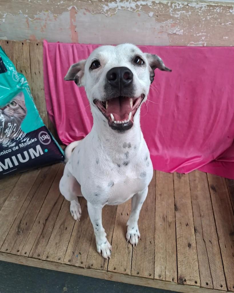 Liz, cachorro de porte pequeno para adoção em Recife - PE