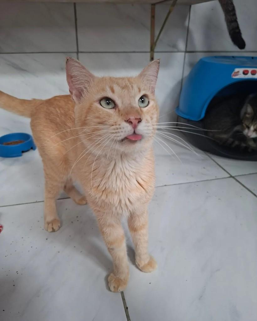 Cuscuz, gato de porte médio para adoção em Recife - PE