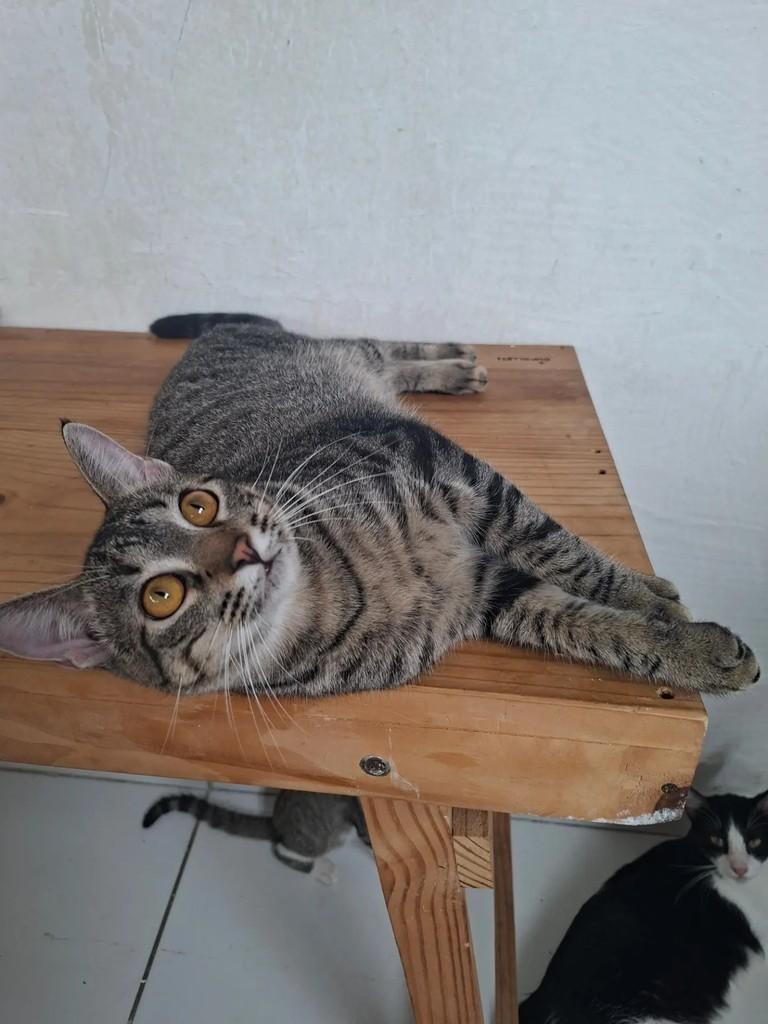 Marcos, gato de porte médio para adoção em Recife - PE