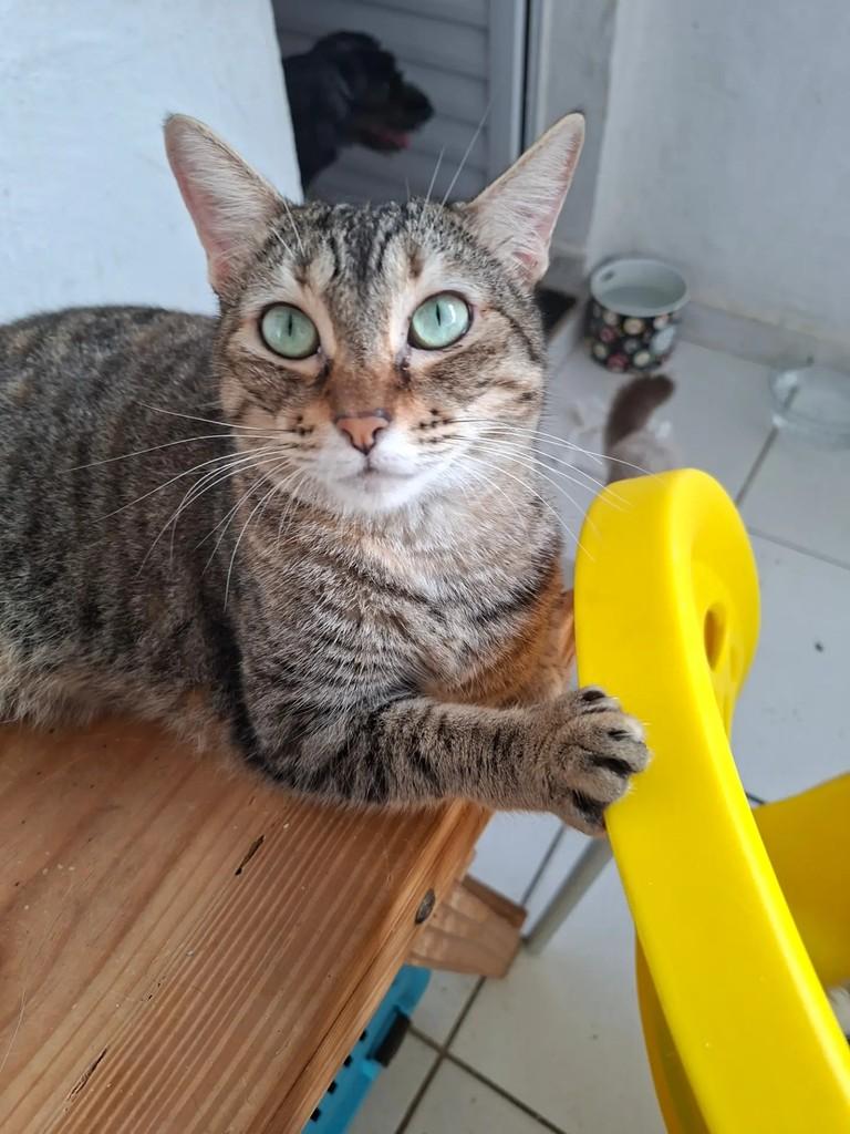 Joana, gata de porte pequeno para adoção em Recife - PE