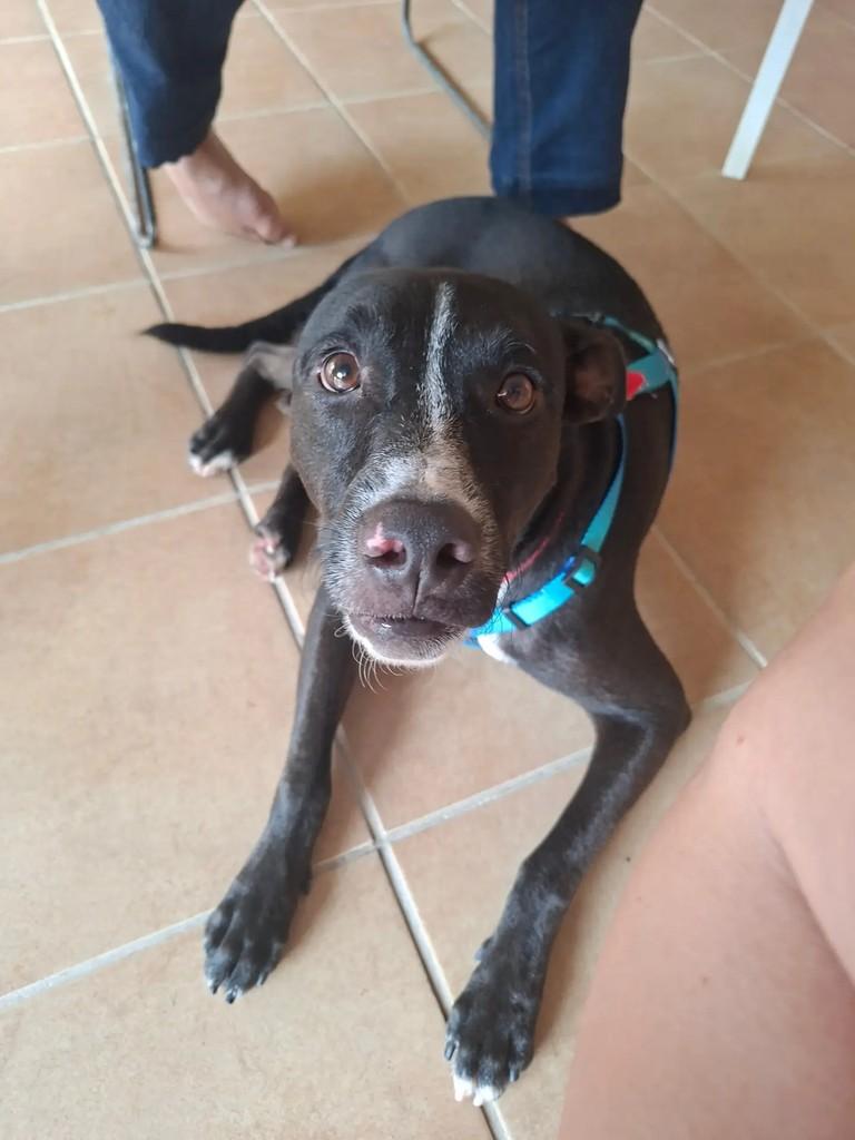 Leo, cachorro de porte médio para adoção em Recife - PE