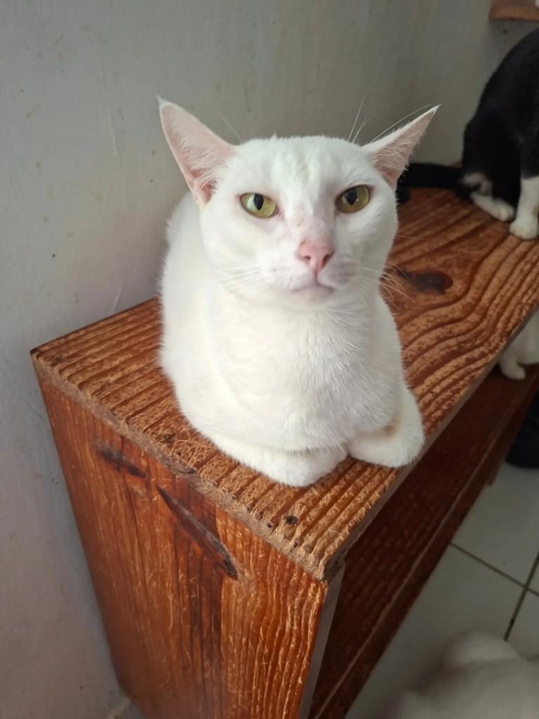 Isabela, gata de porte médio para adoção em Recife - PE