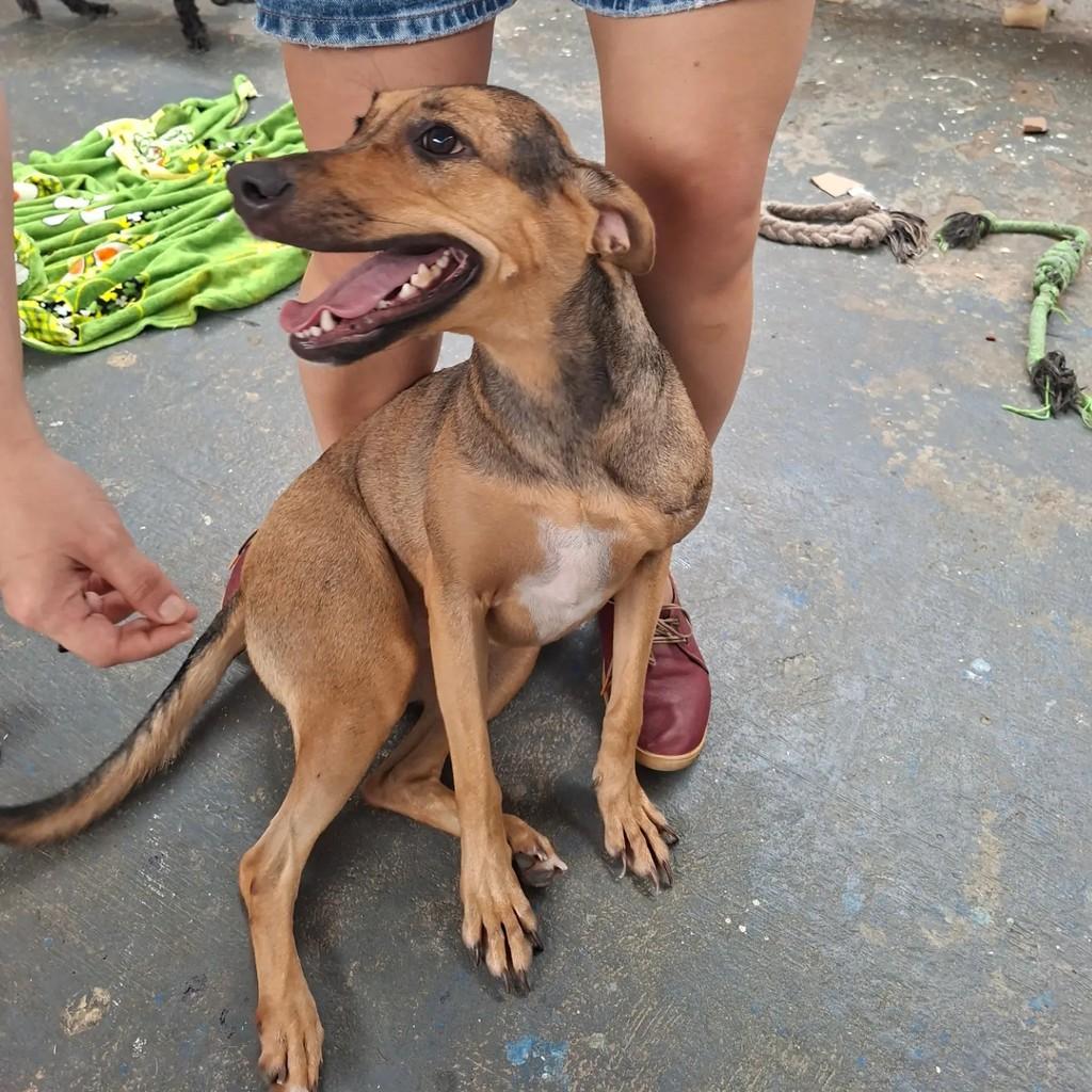 Alice, cadela de porte médio para adoção em Recife - PE