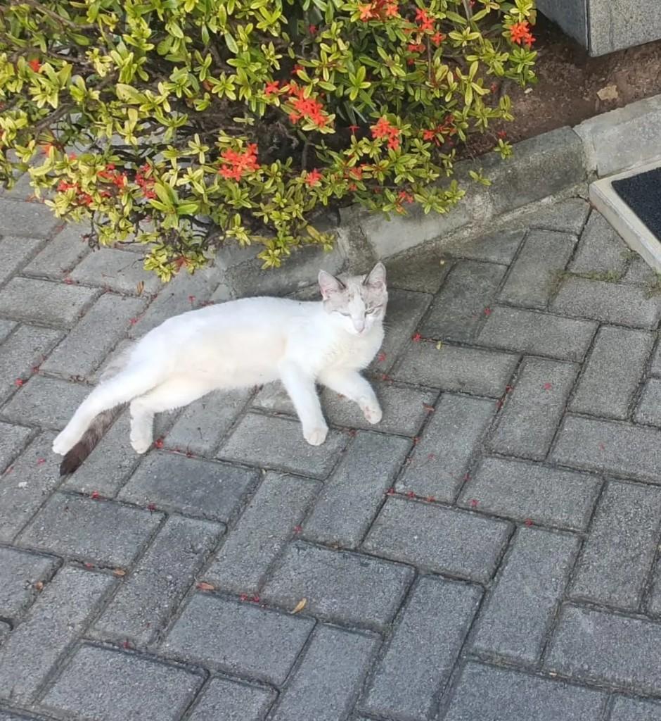 Foguetinho, gato de porte pequeno para adoção em Recife - PE