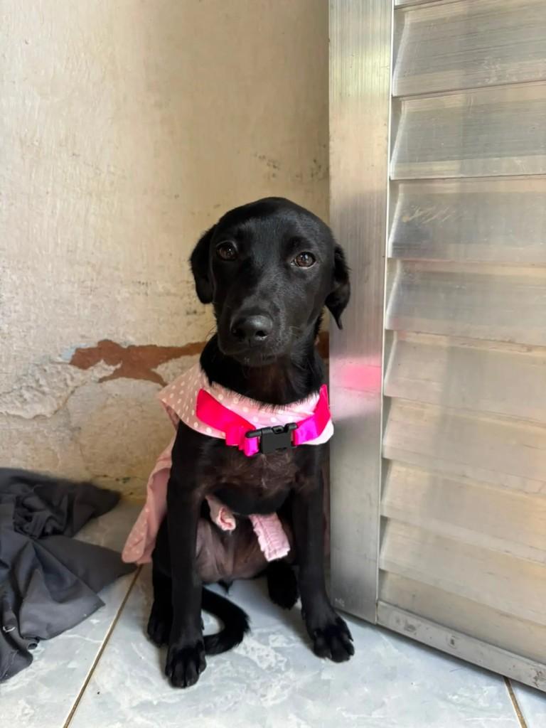 Juliete, cachorro de porte médio para adoção em Recife - PE
