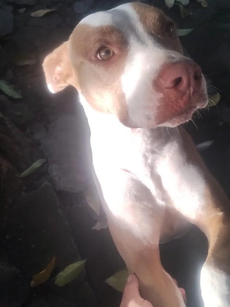 Bela, cadela de porte médio para adoção em Recife - PE