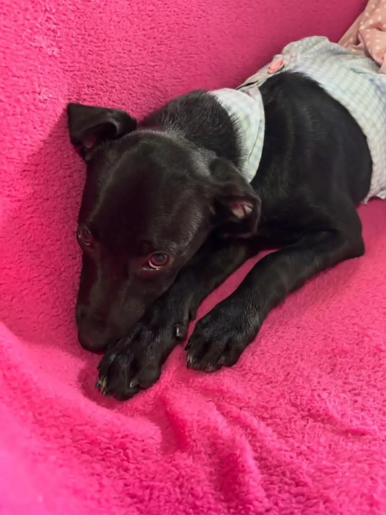 Dominic, cachorro de porte pequeno para adoção em Recife - PE