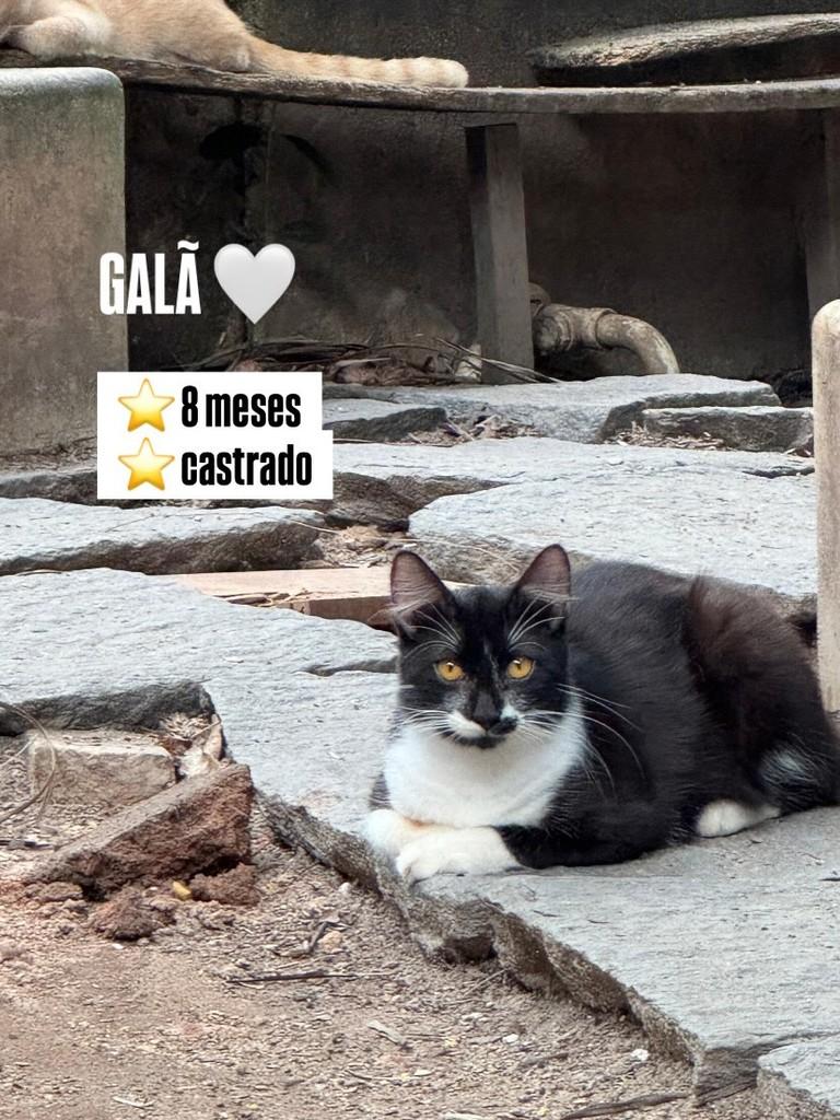 Galã, gato de porte médio para adoção em Recife - PE