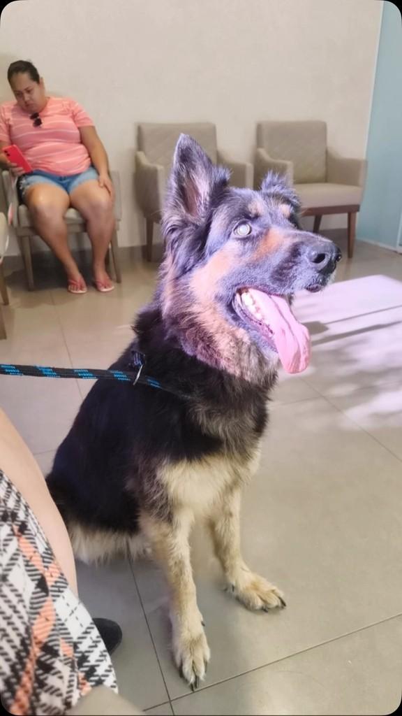 Zoe, cachorro de porte médio para adoção em Lucas do Rio Verde - MT