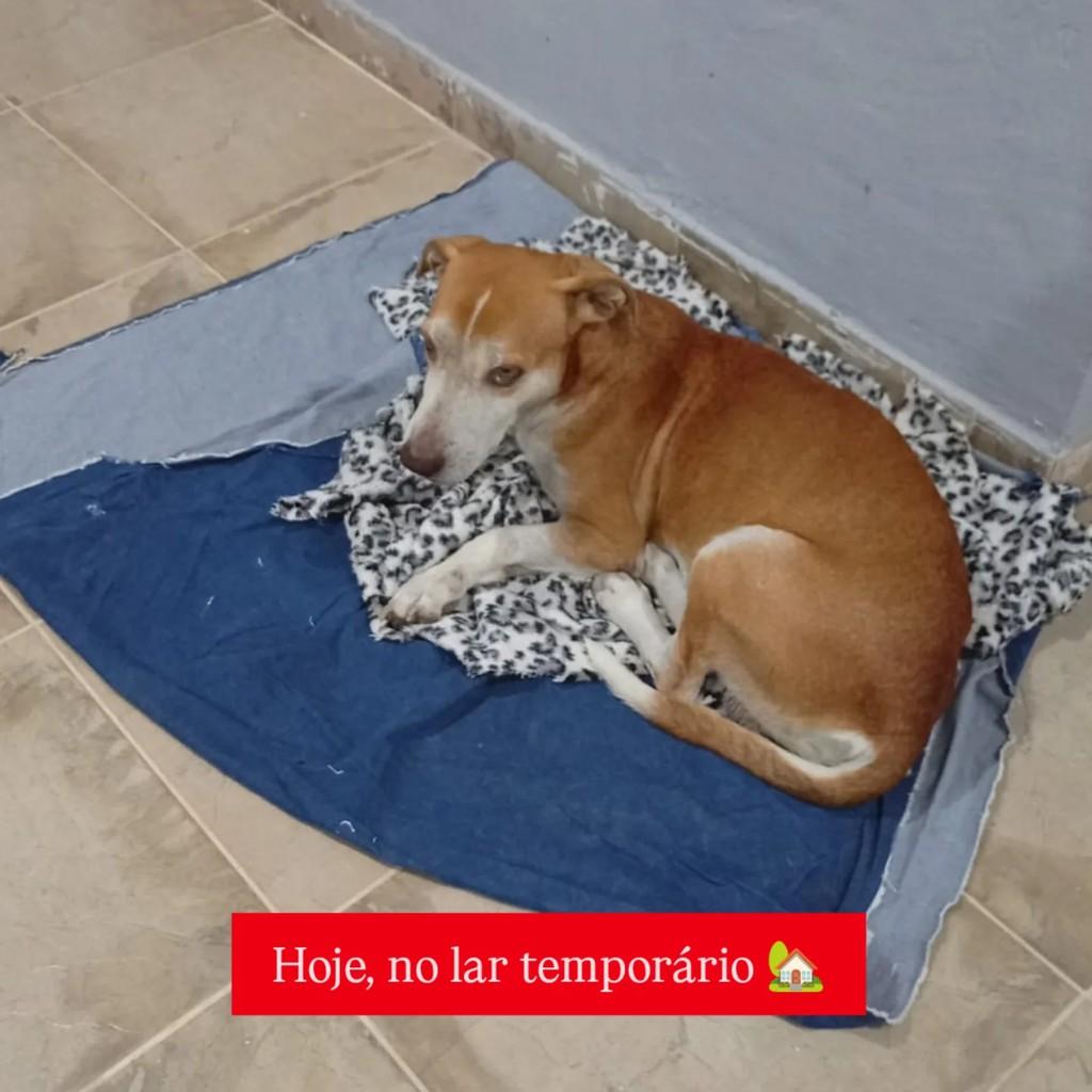 Caramelo, cachorro de porte pequeno para adoção em São Gabriel da Palha - ES