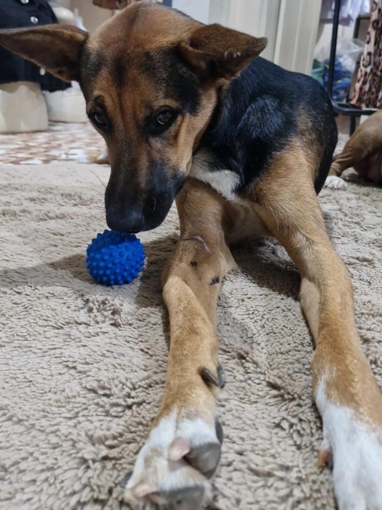 Fênix, cachorro de porte médio para adoção em São Gabriel da Palha - ES